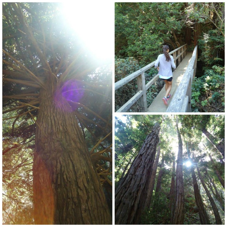 || big sur redwood trees || @popfizzclinkLBD